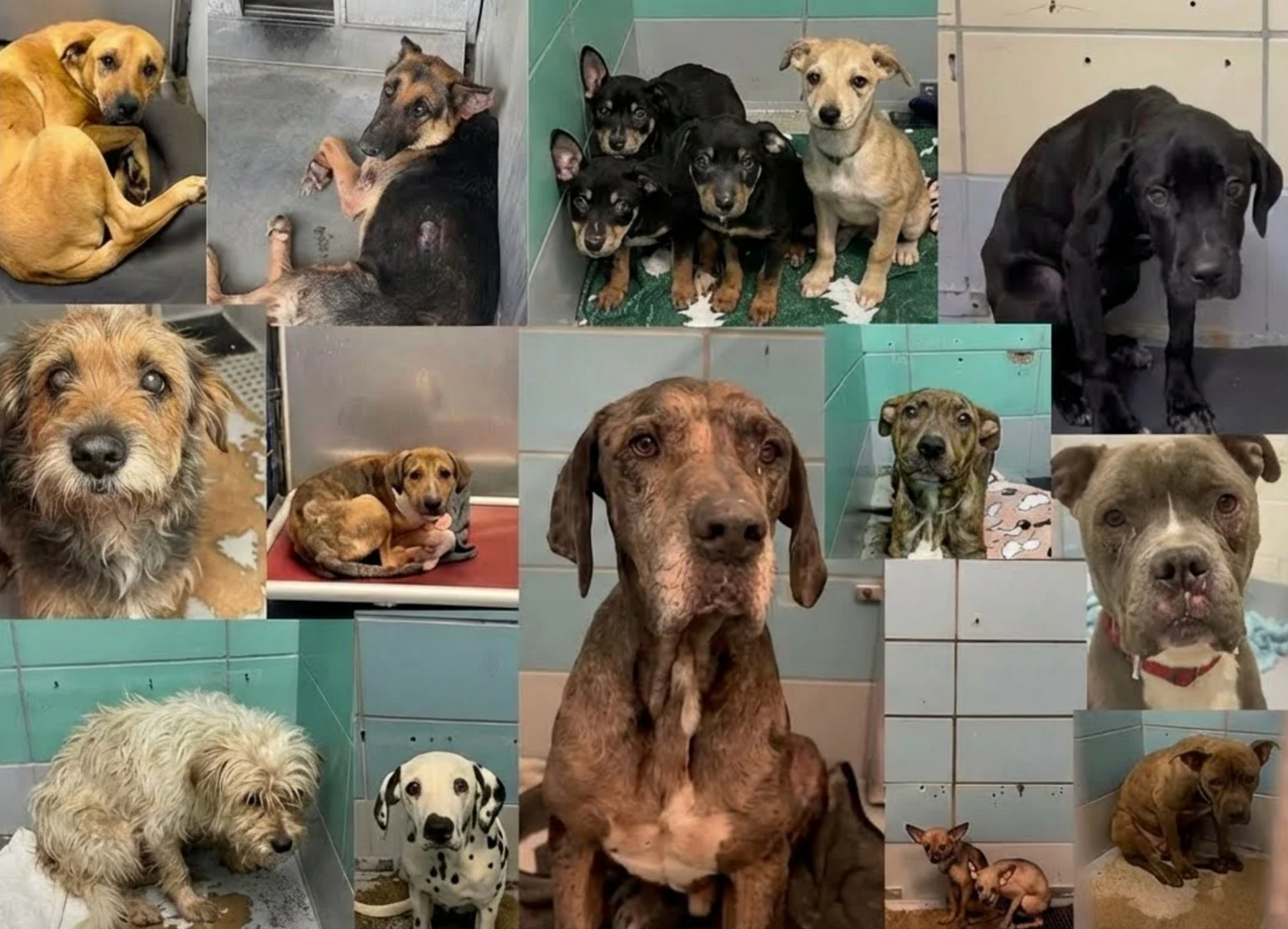 Help our shelter